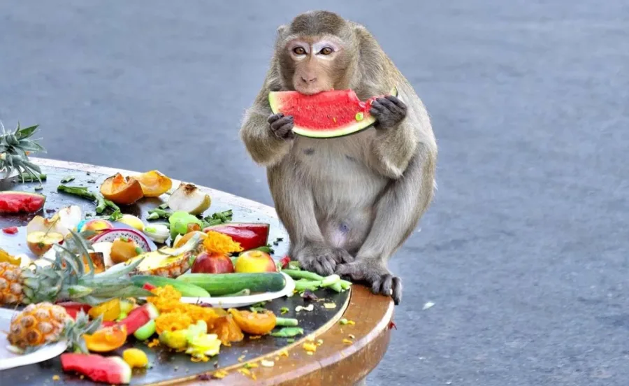 Lopburi Monkey festival, Lopburi, Thailand