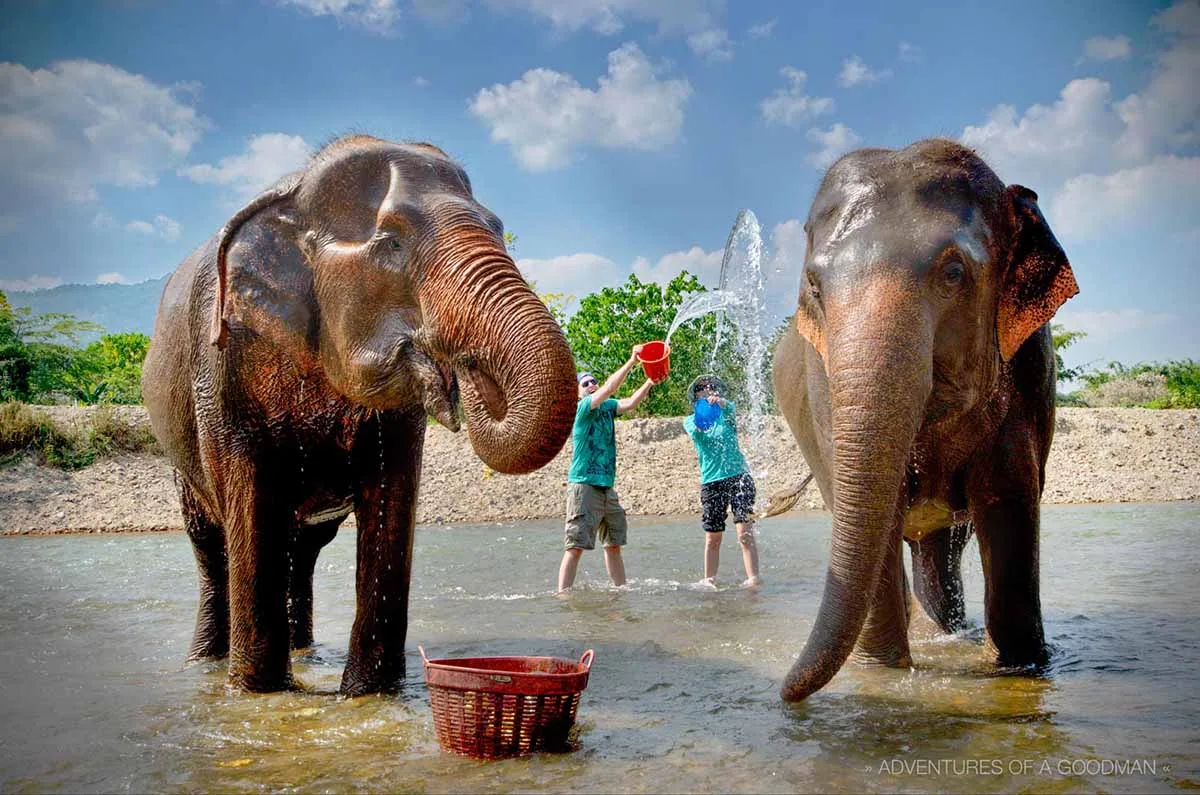 Elephant bath, Chiang Mai, Thailand