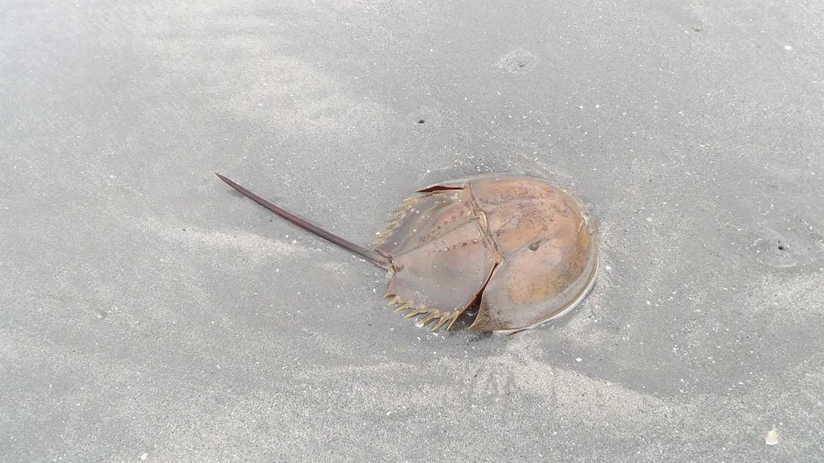 Horseshoe crab, Thailand