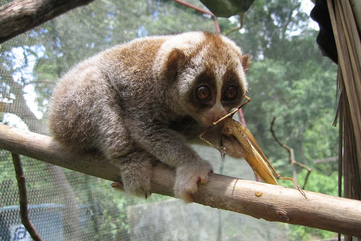 Slow Loris, Thailand