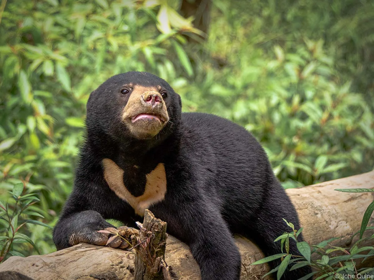 Sun bear, Thailand