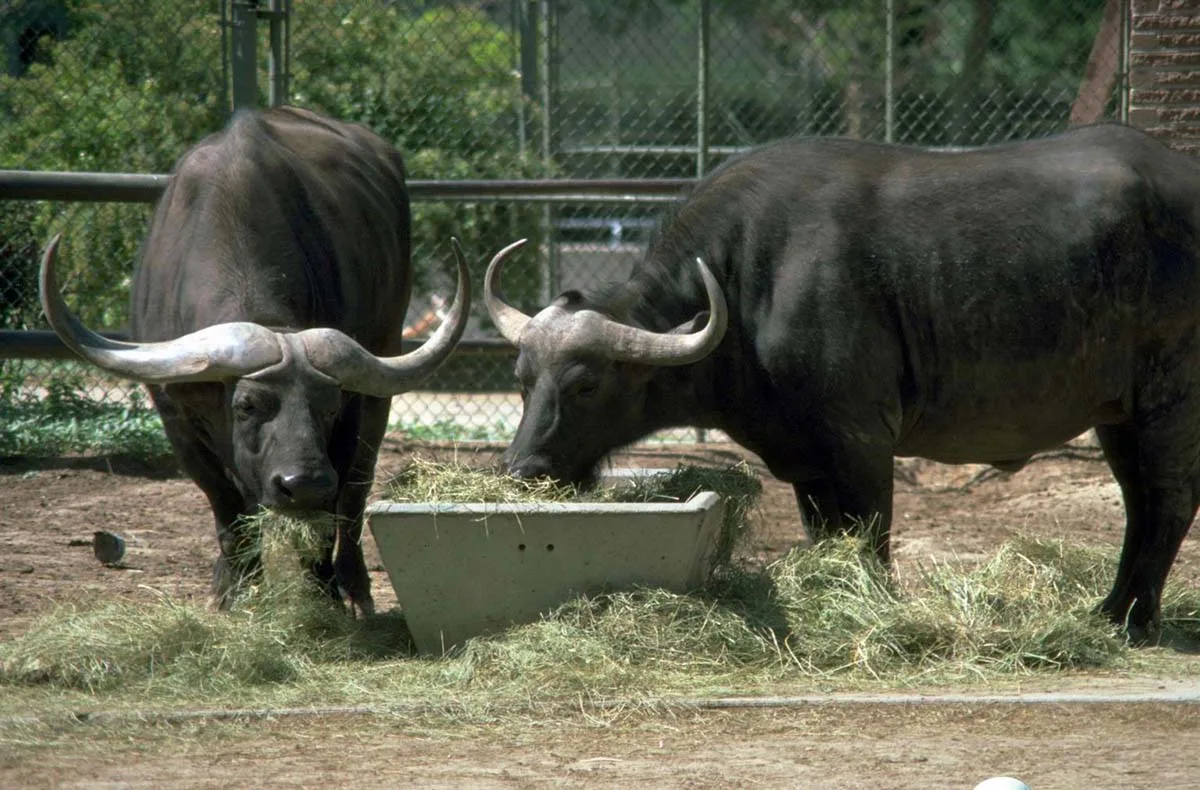 Water buffalo, Thailand